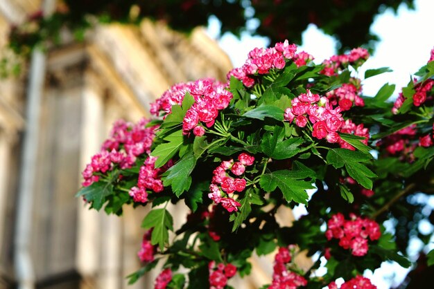 Foto flores rosadas floreciendo en el árbol