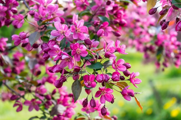 Flores rosadas del floreciente grado de manzano Malus Rudolph en el jardín de primavera