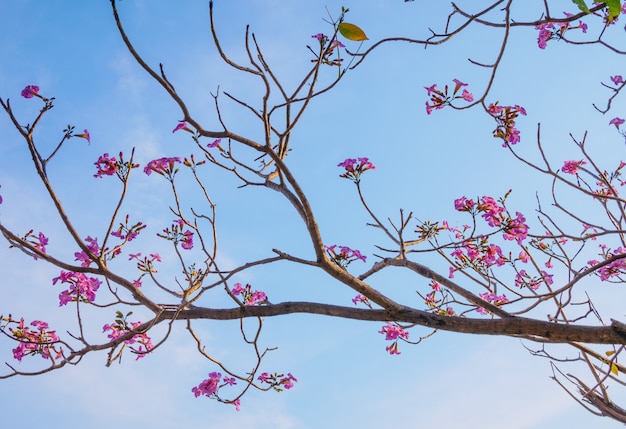 Flores rosadas florecientes hermosas del árbol de trompeta en el parque