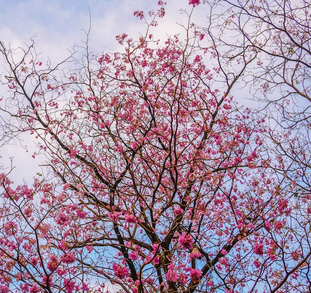 Flores rosadas florecientes hermosas del árbol de trompeta en el parque