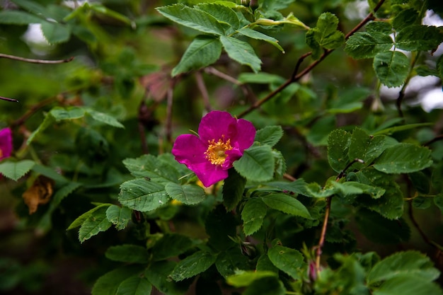 Flores rosadas florecientes de la rosa mosqueta en jardín