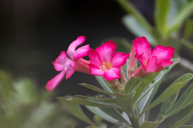 Flores rosadas florecientes