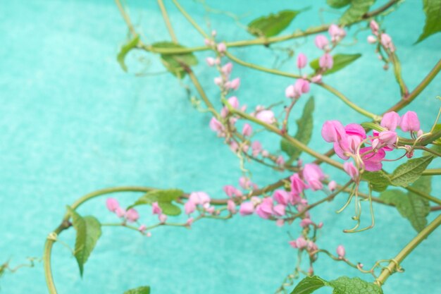 Flores rosadas del foco suave en el jardín en un contexto azul hermoso