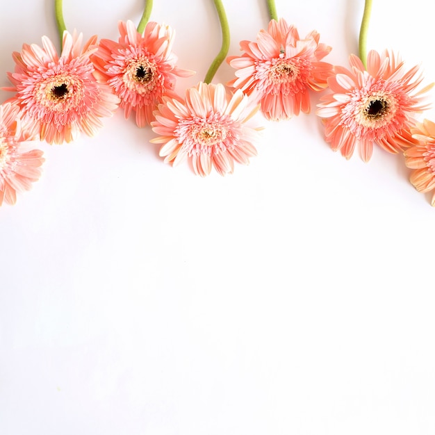 Foto flores rosadas en el fondo blanco para el aniversario, cumpleaños, boda marco floral