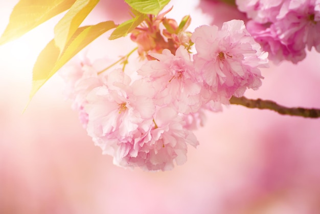 Flores rosadas frescas de sakura que crecen en el fondo al aire libre del manantial natural del jardín