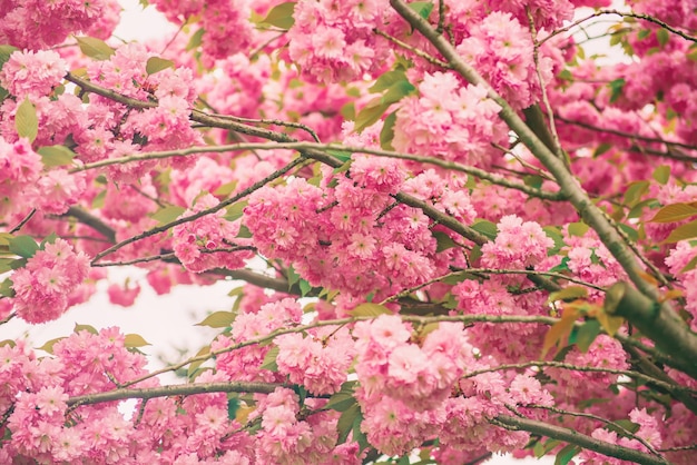 Flores rosadas frescas de sakura que crecen en el fondo al aire libre del manantial natural del jardín