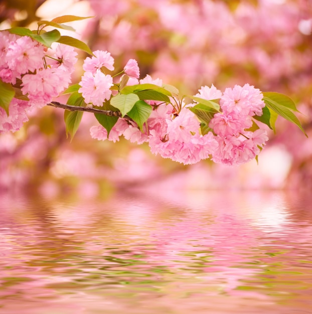 Flores rosadas frescas de sakura que crecen en el jardín, fondo natural de manantial al aire libre con reflejo de agua