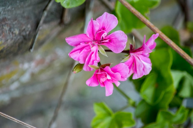 las flores rosadas de un geranio