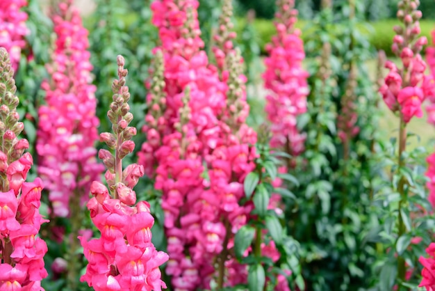 Flores rosadas hermosas en el jardín de la naturaleza en Doi Inthanon Chiang Mai Tailandia