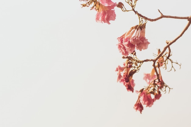 Flores rosadas hermosas del resorte en una ramificación de árbol aislada en blanco