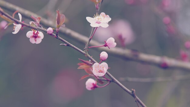 Las flores rosadas en un hermoso fondo las ramas de los árboles de cerezas rosadas en flor