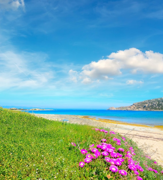 Flores rosadas y hierba verde junto al mar en Capo Testa Cerdeña