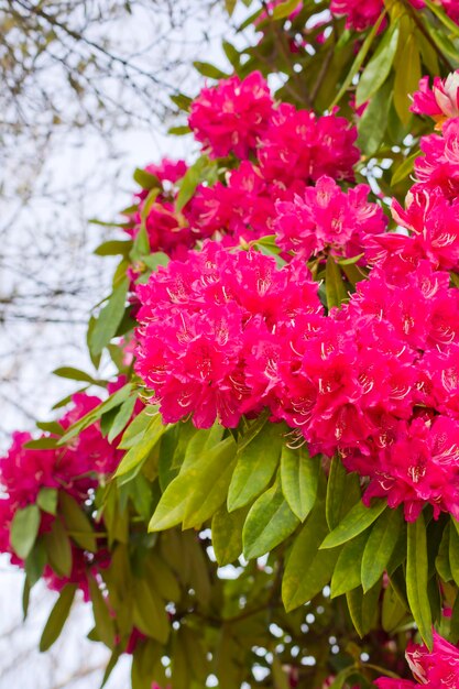 Flores rosadas y hojas verdes de rododendro.