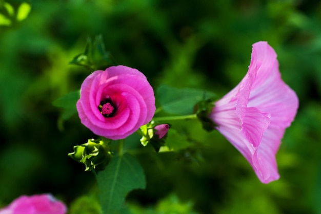 Las flores rosadas del jardín florecen en el jardín de verano.