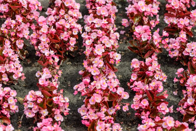 Flores rosadas de jardin de verano