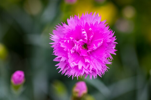 Flores rosadas en el jardín.