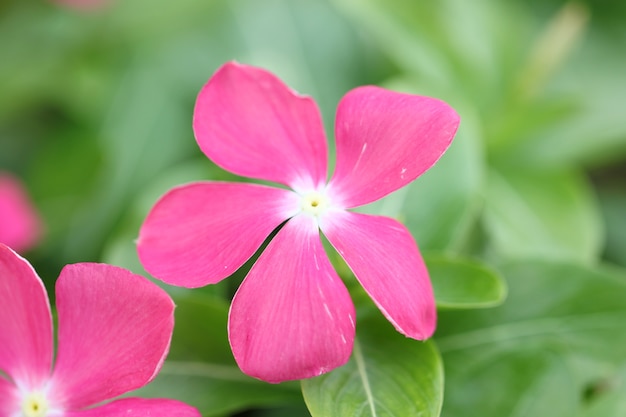 Flores rosadas en el jardín.