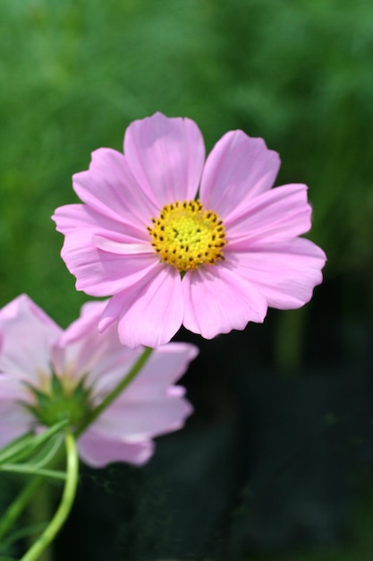 Flores rosadas en el jardín