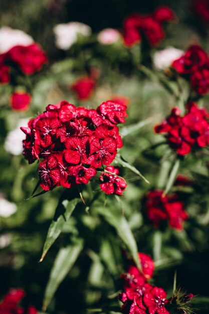 flores rosadas en el jardín