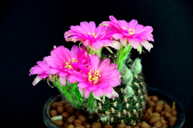 Foto flores rosadas de lobivia spp.