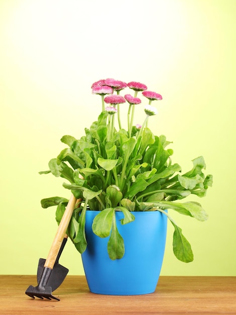 Flores rosadas en maceta con instrumentos de mesa de madera sobre fondo verde