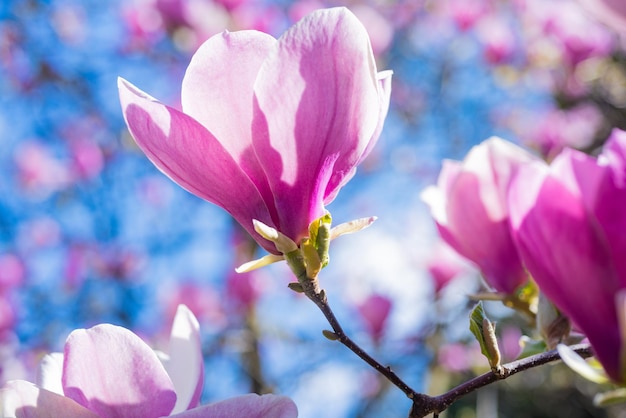 Flores rosadas de magnolia floreciente en primavera.