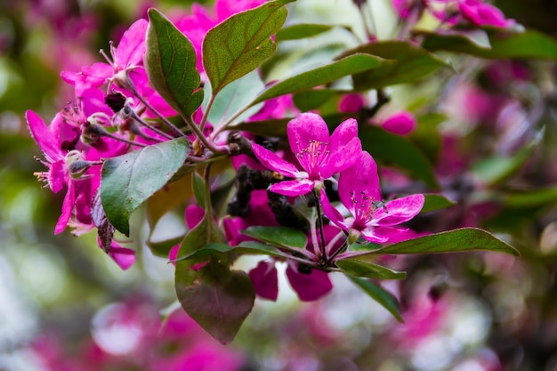 Flores rosadas de manzana silvestre en la rama de un árbol en primavera