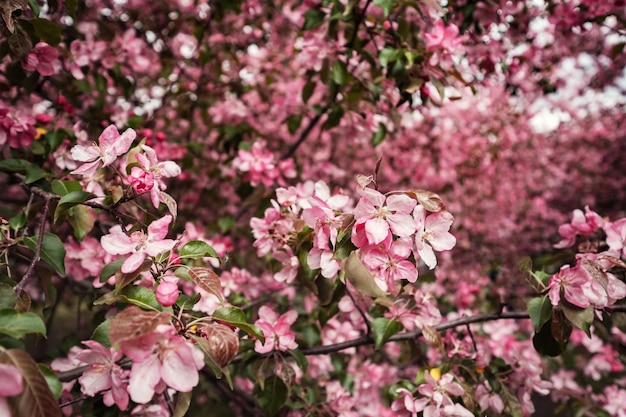 Flores rosadas de manzanos en primavera en el parque Kolomenskoye en Moscú