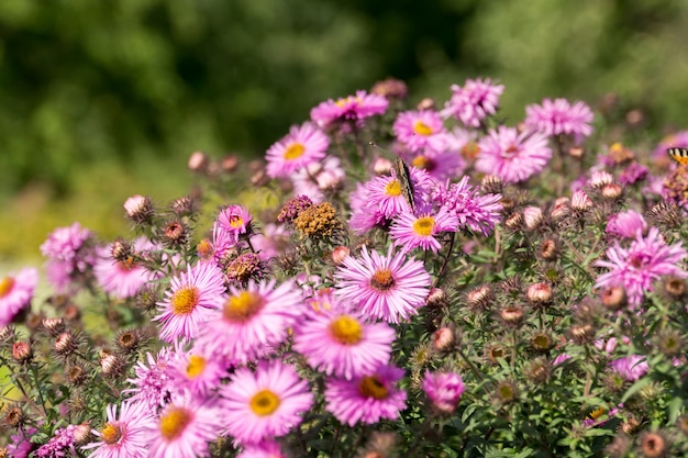 Flores rosadas con mariposa