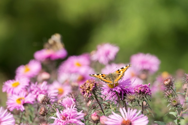 Flores rosadas con mariposa