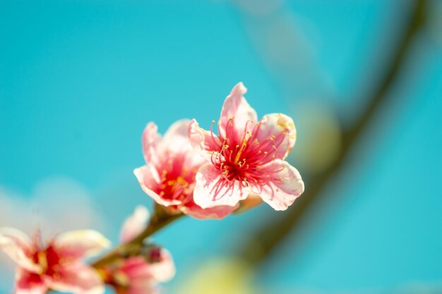 Flores rosadas de melocotón sobre un fondo de bokeh