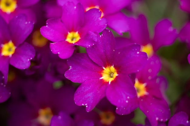 Foto flores rosadas y moradas de cerca