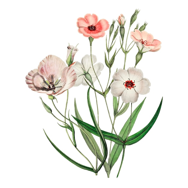 Flores rosadas pegatina png ilustración floral fondo transparente
