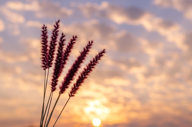 Foto flores rosadas de pennisetum de pluma o hierba de misión con cielo del amanecer y nubes de fondo