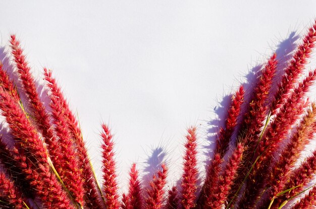 Foto flores rosadas de pennisetum de pluma o hierba de misión con sombra de la luz del sol sobre un fondo de papel blanco