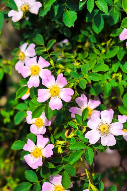 Flores rosadas de perro-rosa con hojas