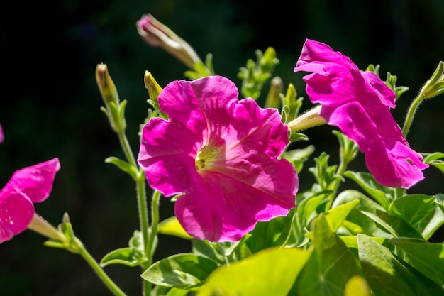 Flores rosadas de la petunia en luz del sol.