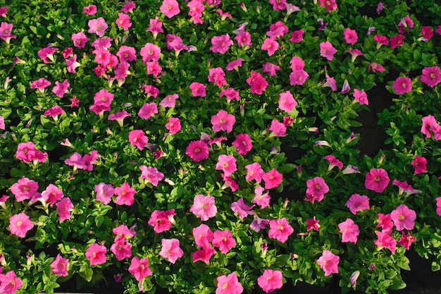 flores rosadas de Petunia que florecen en la vista diurna desde arriba