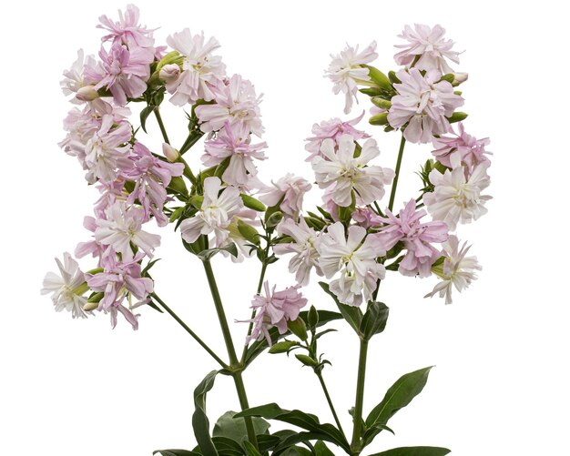 Flores rosadas de phlox aislado sobre fondo blanco.