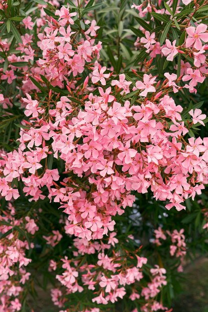 Flores rosadas de phlox en un arbusto verde closeup