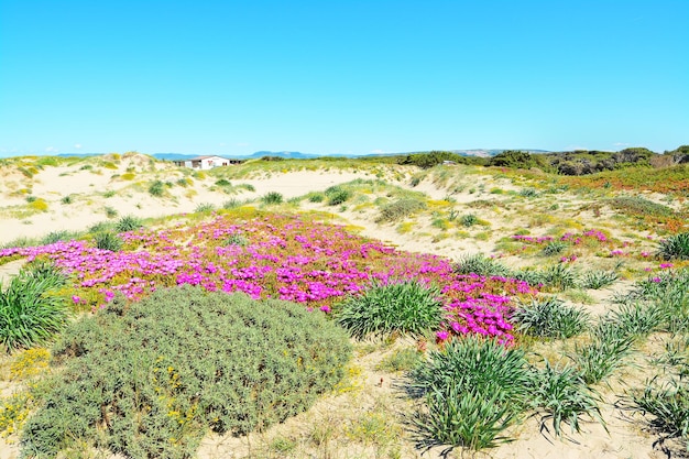 Flores rosadas en la playa de Platamona Cerdeña