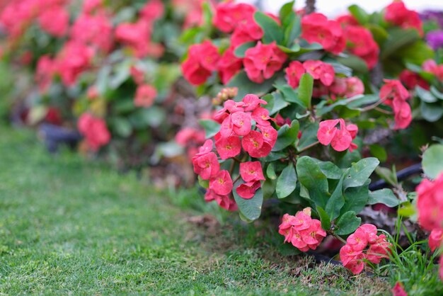 Flores rosadas de primavera en el diseño del paisaje del jardín.