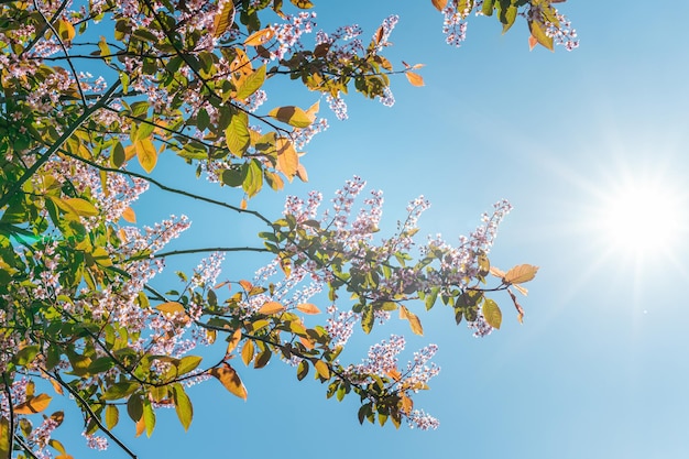 Flores rosadas de primavera que florecen en los árboles contra un fondo de cielo azul