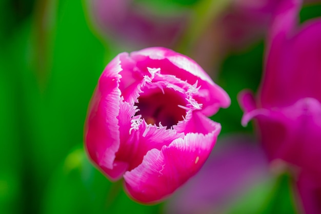 Foto flores rosadas de primavera tulipanes fondo de primavera para la pascua o el día de san valentín hermoso ramo de