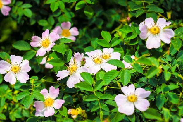 Flores rosadas de primer plano de rosa de perro en la superficie del jardín verde