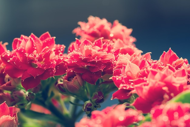 Flores rosadas con rocío