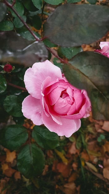 Flores rosadas, Rosario, Foto atmosférica