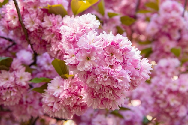 Flores rosadas de sakura en el floreciente árbol de primavera