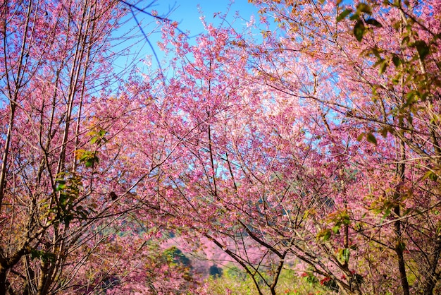 Las flores rosadas de sakura de Tailandia están floreciendo en Khun Chang Kian Chiengmai Tailandia