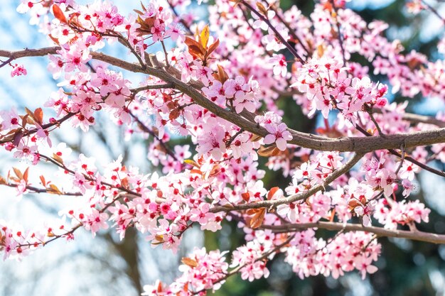 Flores rosadas de sakura en tiempo soleado